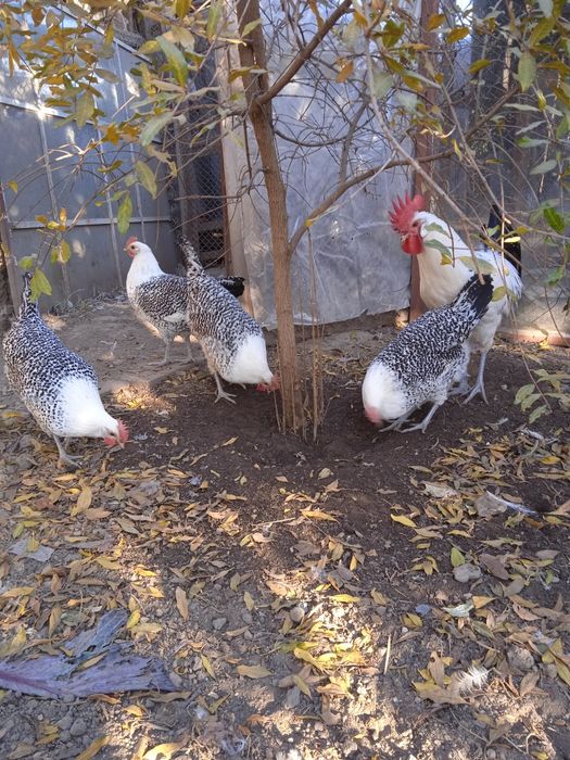 Разплодни яйца от Източно -Фризийска Чайка -изключително красива