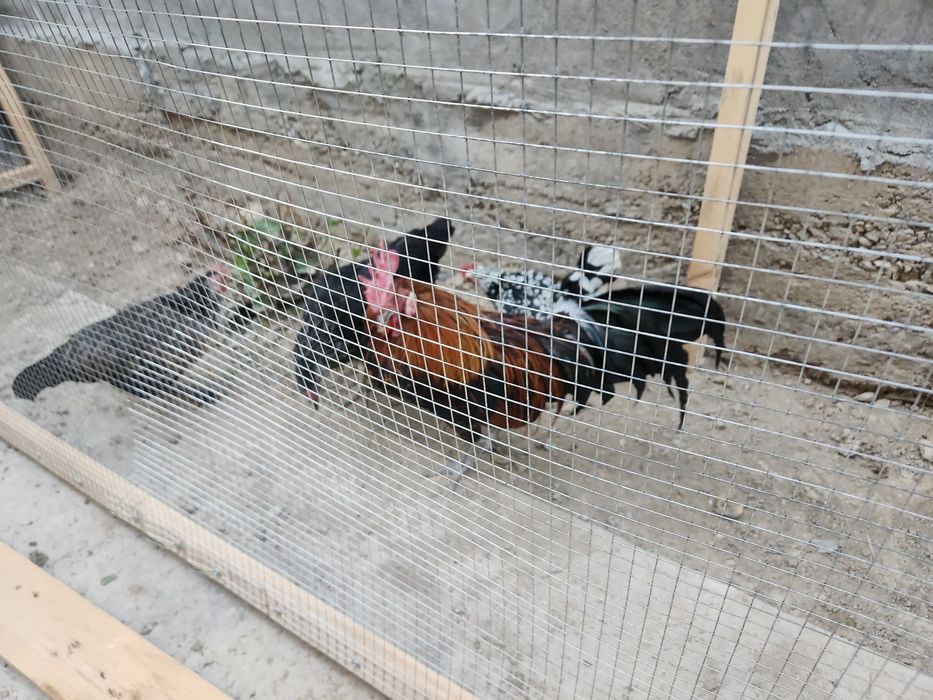 Tovuqlar yaponlar