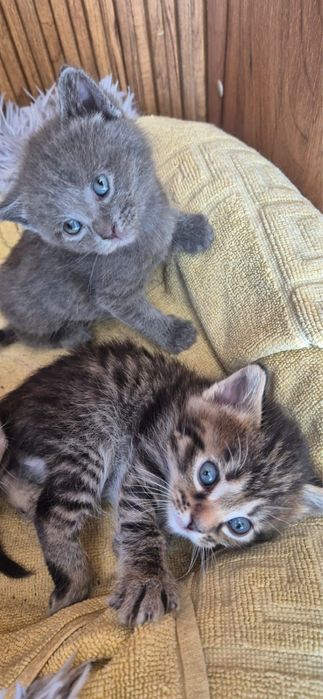 Отдам котят в добрые руки