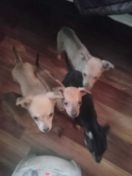 Подарявям 5 кученца.