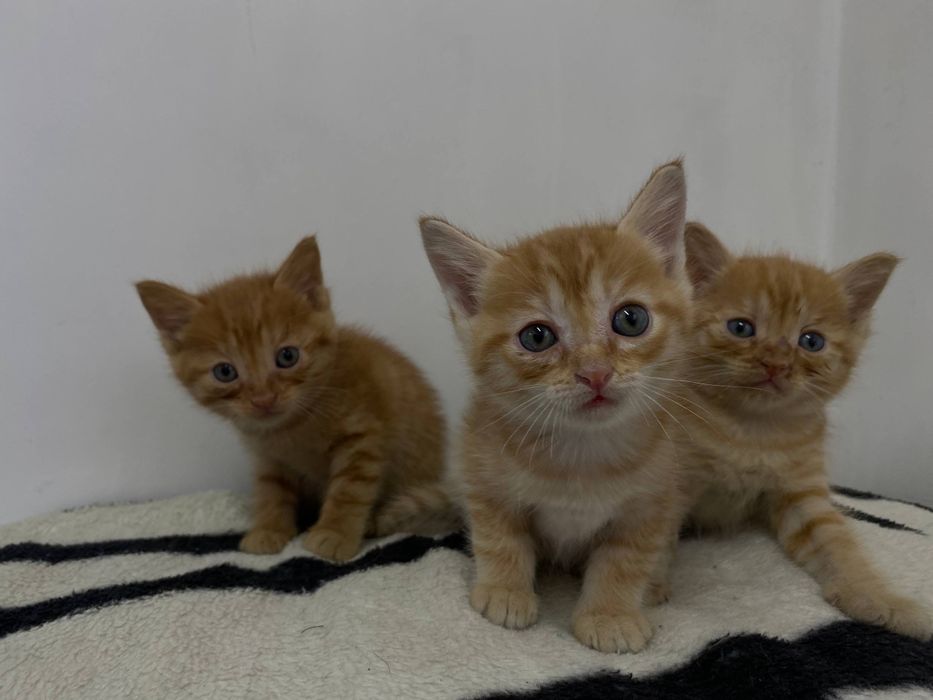 Отдам в добрые руки бесплатно