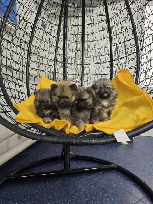 Померан Померанче