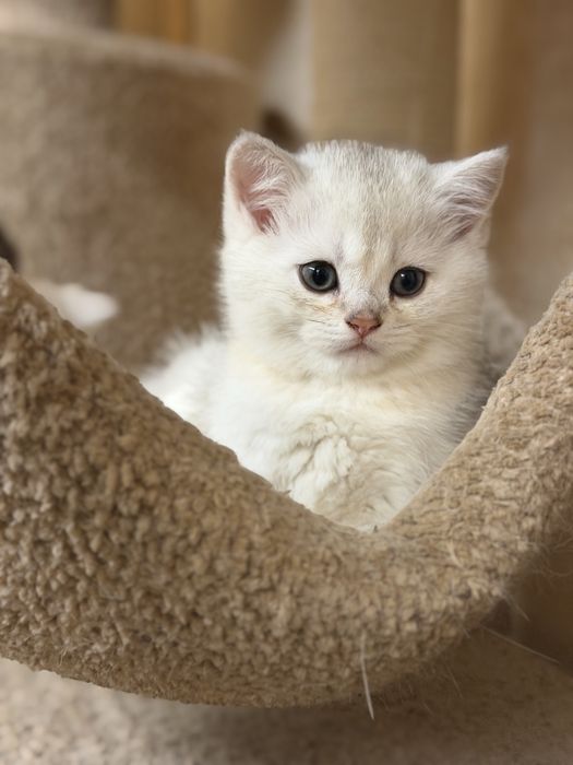 British short hair chinchilla