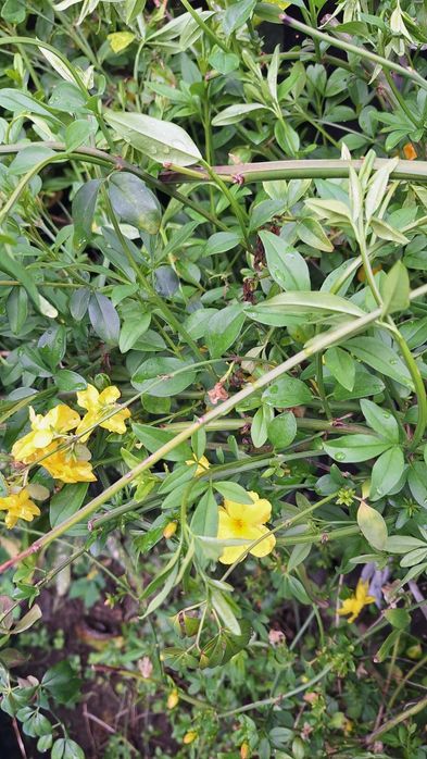 Продавам растение Зимен Жасмин (Jasminum nudiflorum)