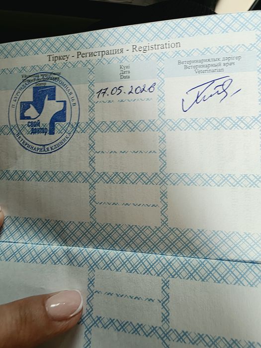 Продам САО щенка девочка