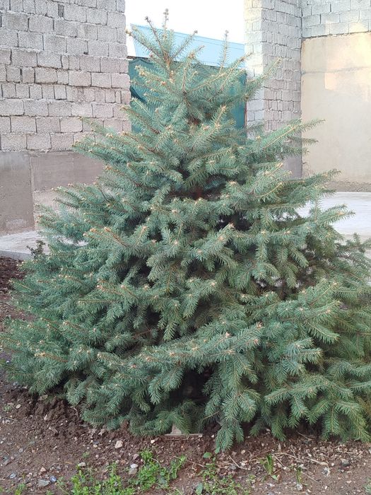 Гойубой йел арча сотилади