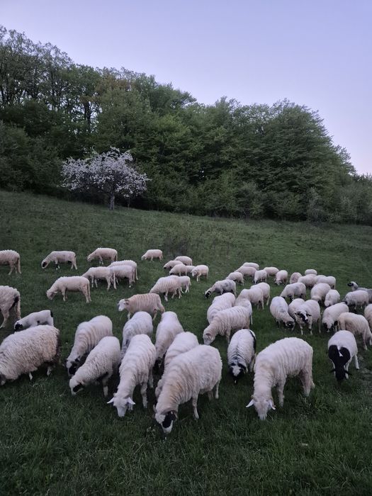 Oi bune bale si breze cumparate de la  crescători mari