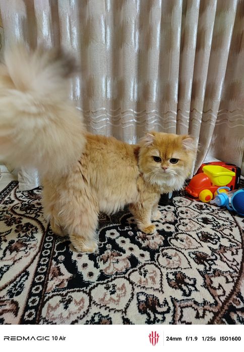 Британский залатой шиншилла