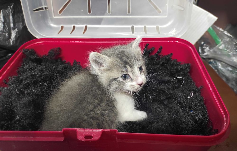 1-месечно момченце търси дом