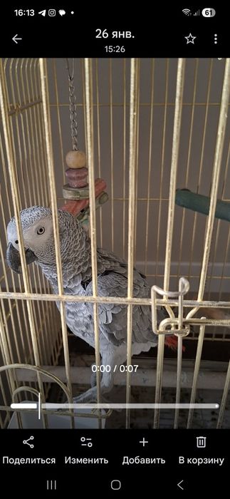 Жако попугай 1 год