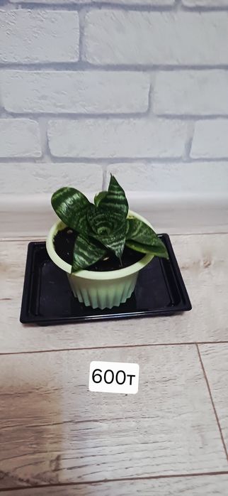 Разные виды комнатных цветов