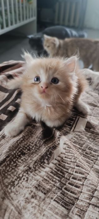 Отдам котенка в добрые руки