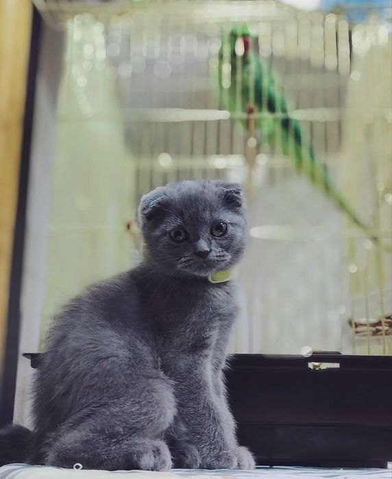 3 ойли ўғил Скоттиш Фолд.  Ўғил