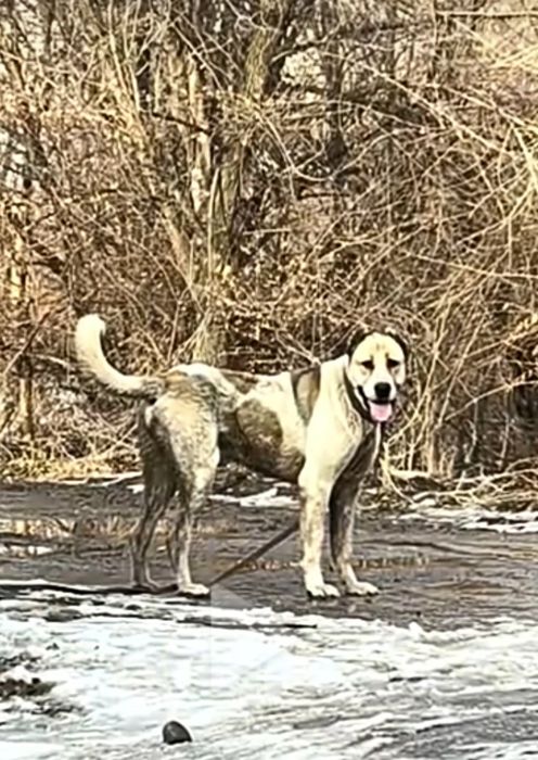 Есть обмень на Алабай