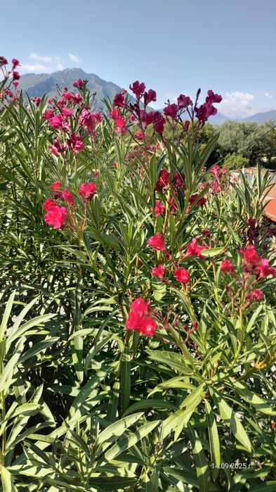 Олеандър/Зокум/Лян/Nerium Oleander : 65-75 см височина-ПРОМОЦИЯ