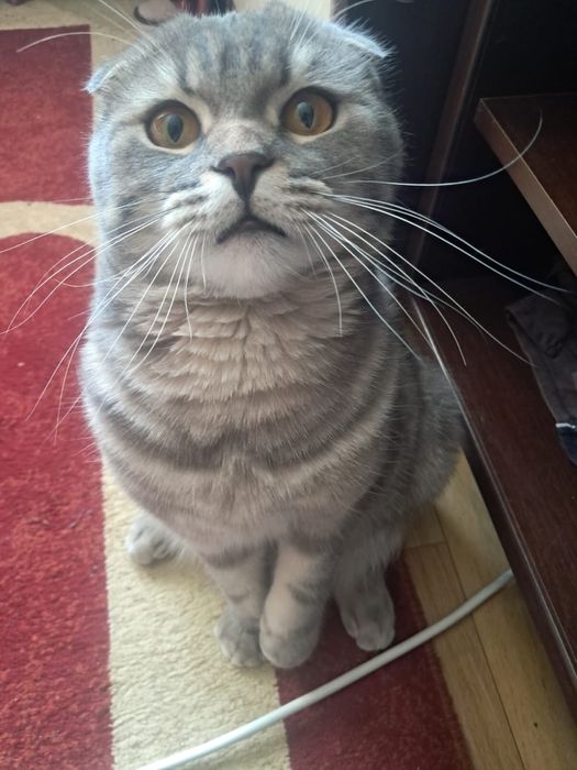 Кот шатланский веслоухий