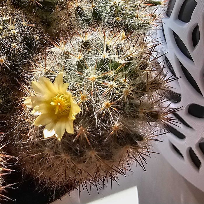 Продам цветущий кактус