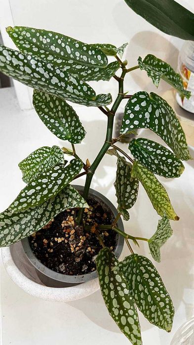 Бегонии продам - здоровые