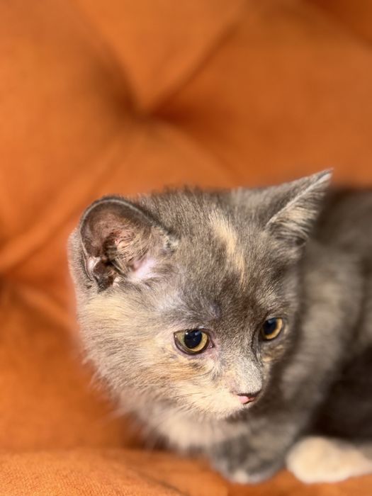Отдам котёнка в добрые руки