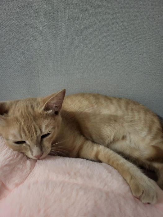 Отдам котят в хорошие руки