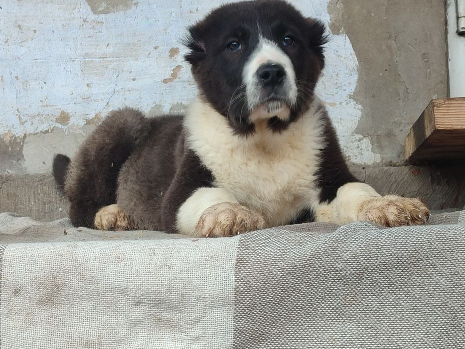 Щенки Алабая САО