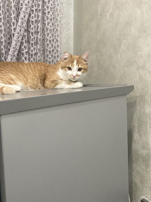 Отдам молодого котика