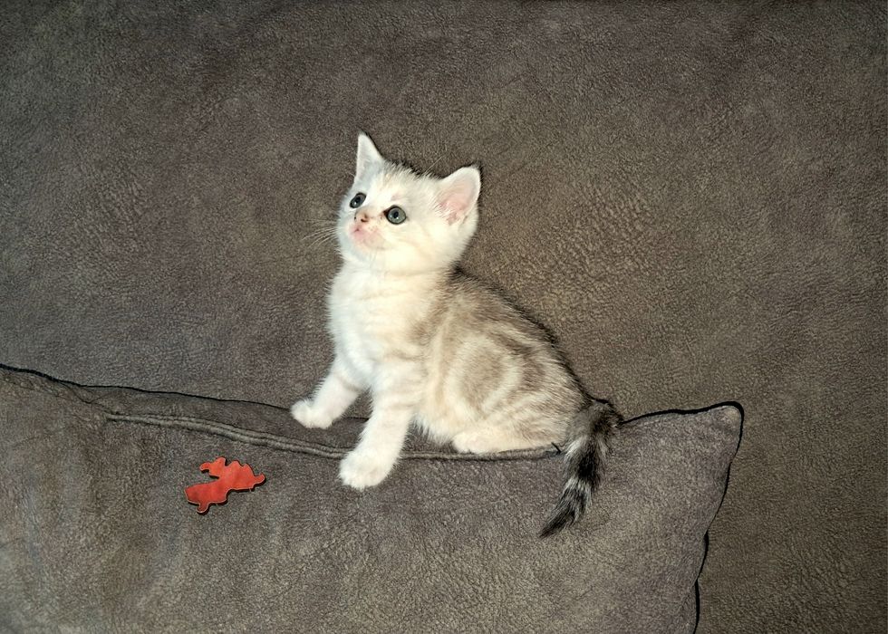 Шотландские котята Темиртау