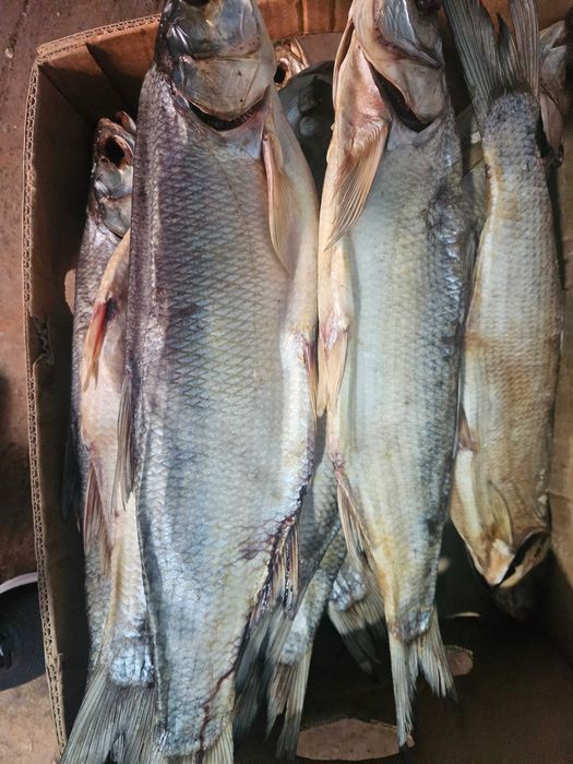 Вяленный жерех...