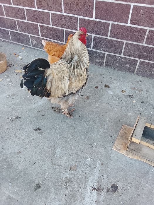 Брама кораз сатылады