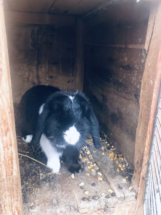 Взрослые кролики