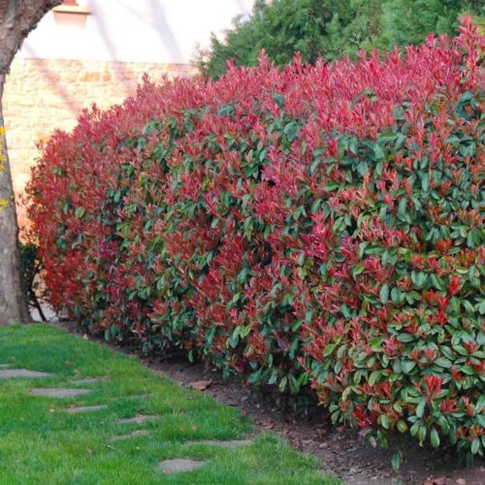 Photinia Red Robin la ghiveci ideal pt gard viu