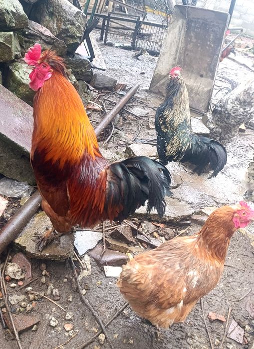 Петли на осем месеца