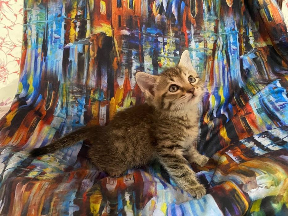 Котенок в добрые руки