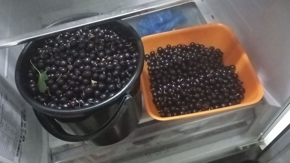 Продам черную смородину