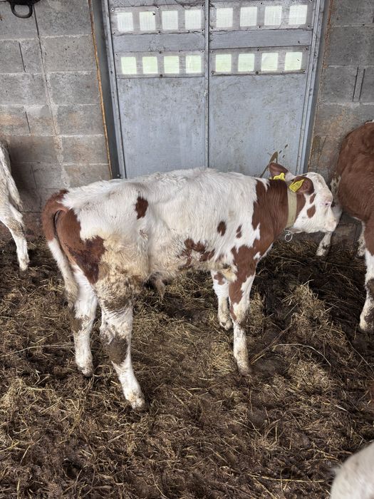 Vaca baltata romaneasca cu tauras