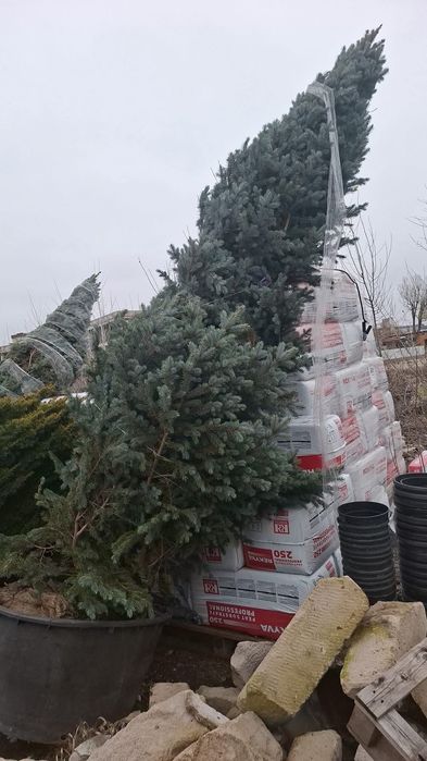 Brazi verzi și argintii