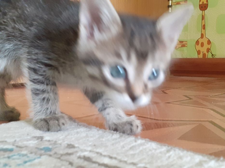 Котёнок-девочка 1.5 месяца