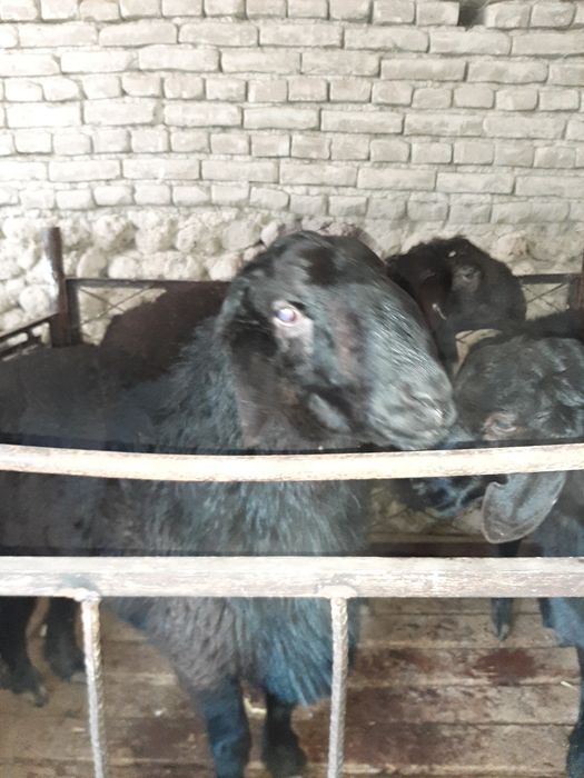 Бокани, Эхсонга яхши кучкорлар бор