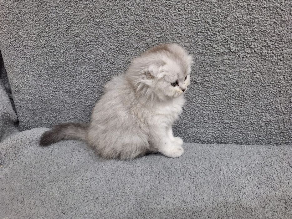 Продам котят британской шиншилы