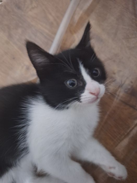 ПОДАРЯВАМ котенца