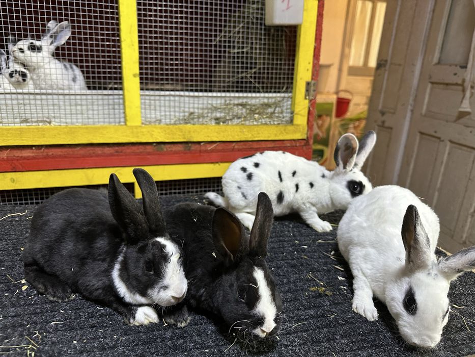 Pui de iepurasi de vanzare