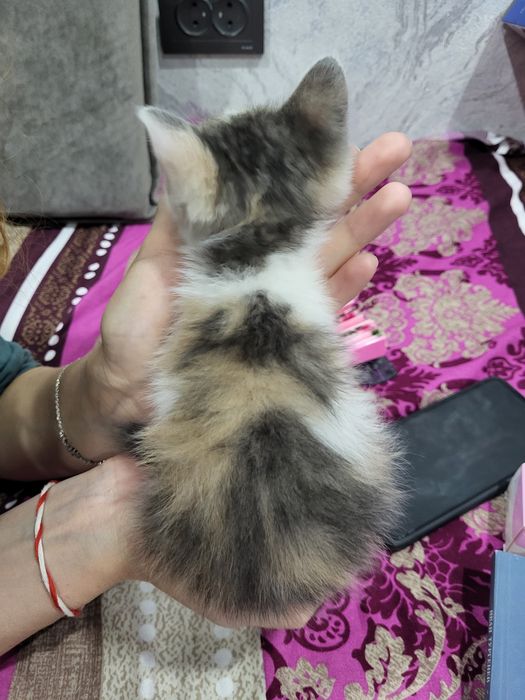 Котенок девочка в добрые руки.