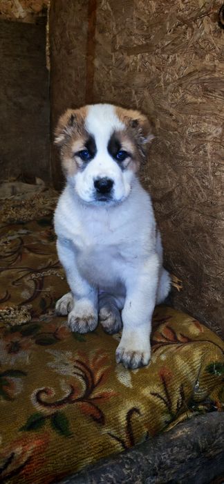 Продам боевых щенков