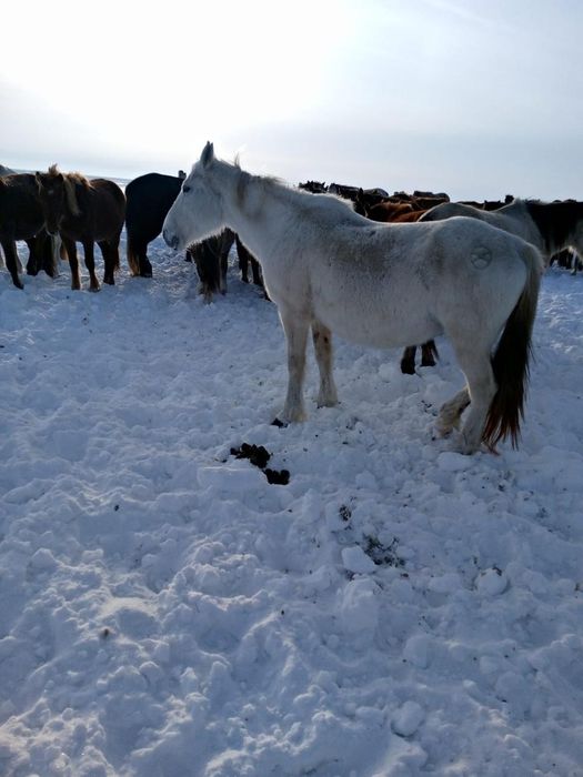 Продам лошадей одна обученная.