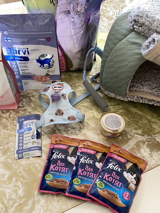 Продам набор для котенка