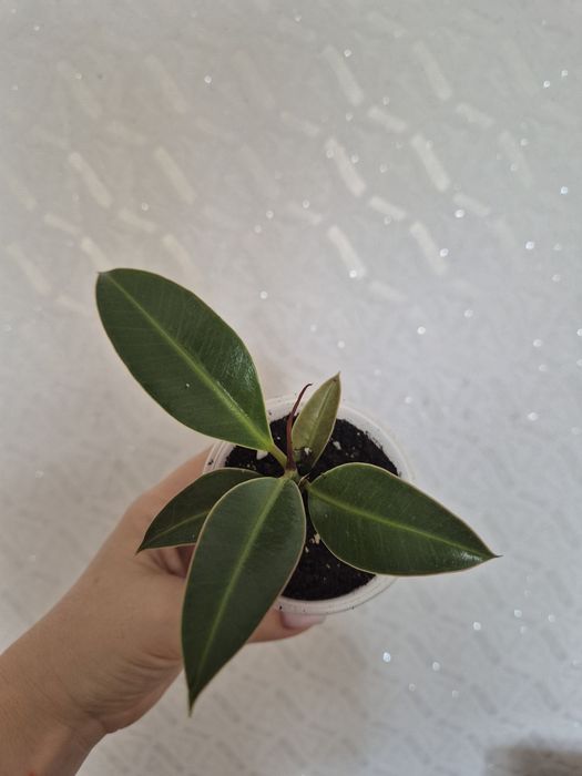 Продам разные сорта фикусов