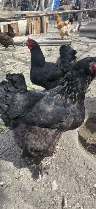 Инкубационные яйца