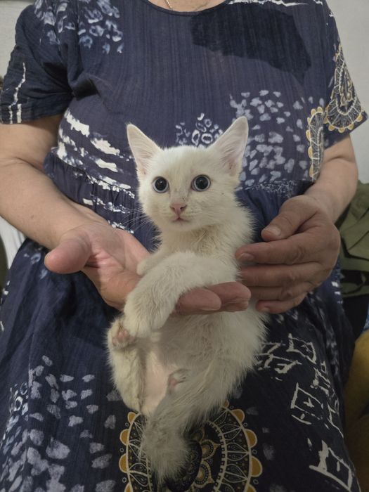 Котенок в добрые руки
