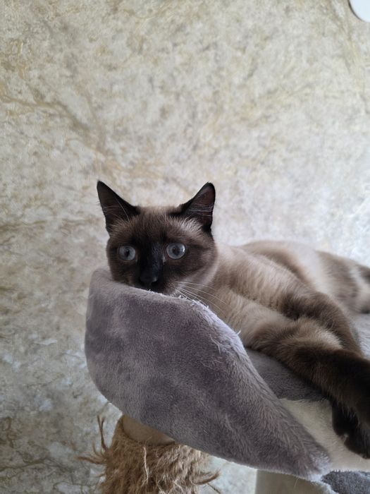 Кошечка ищет дом