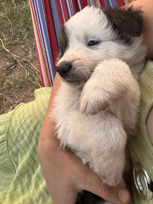 Кученца австралийска овчарка
